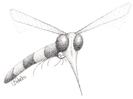 Mosquito